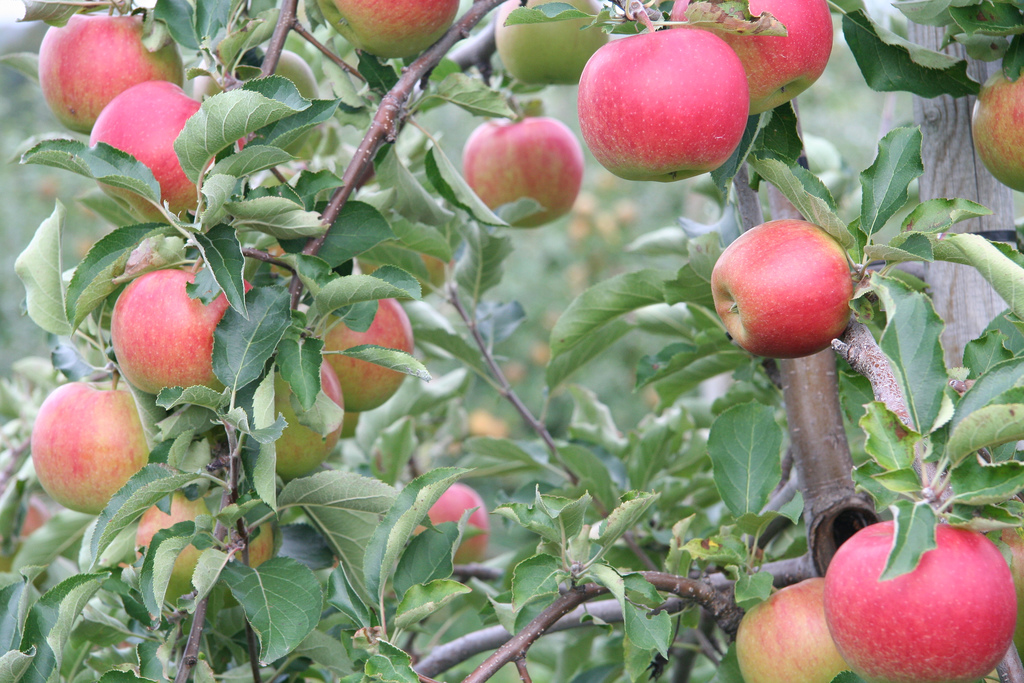 Government announces scheme to bring 2,500 seasonal migrant workers to UK farms